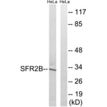 Western Blot - Anti-SFRS2B Antibody (C18938) - Antibodies.com