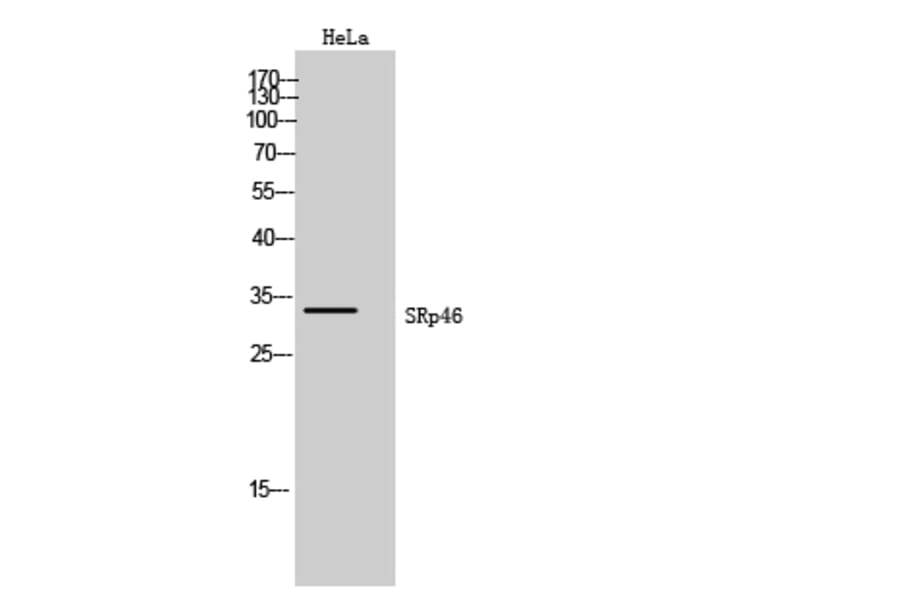 Western Blot - Anti-SFRS2B Antibody (C18938) - Antibodies.com