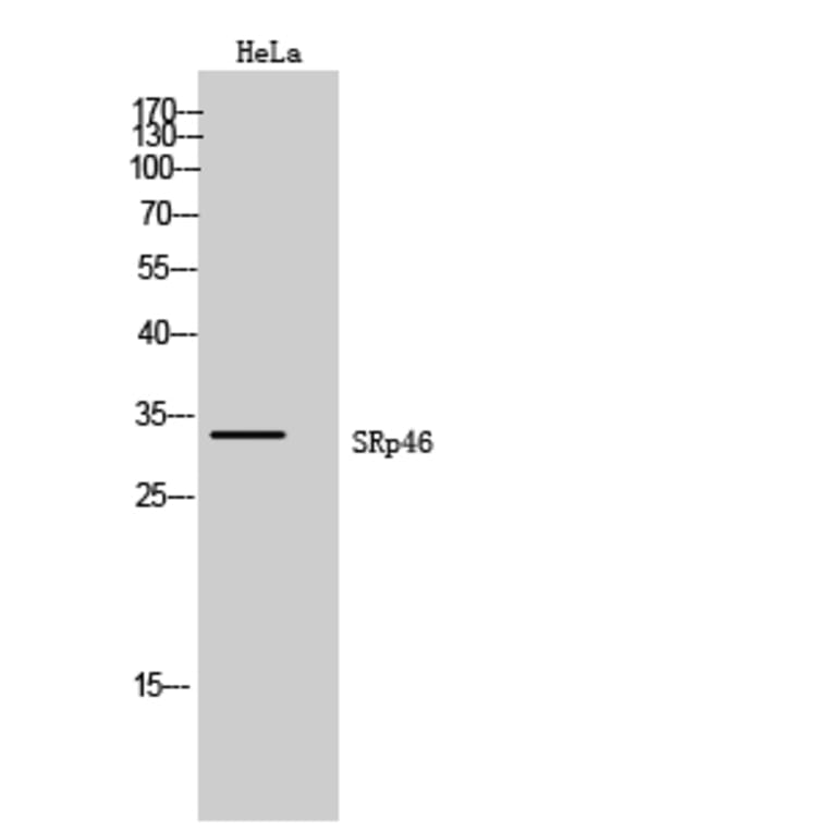 Western Blot - Anti-SFRS2B Antibody (C18938) - Antibodies.com