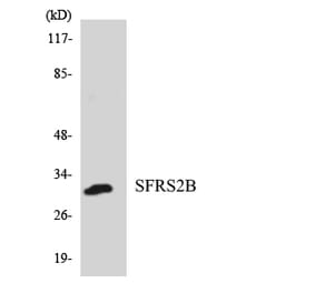 Western Blot - Anti-SFRS2B Antibody (R12-3498) - Antibodies.com