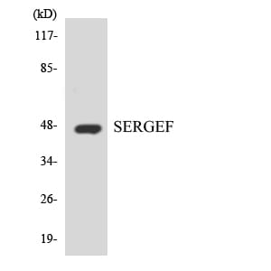 Western blot analysis of the lysates from HT 29 cells using Anti-SERGEF Antibody.