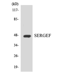 Western Blot - Anti-SERGEF Antibody (R12-3492) - Antibodies.com