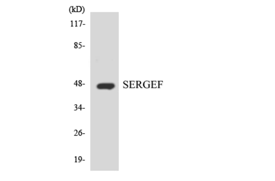 Western Blot - Anti-SERGEF Antibody (R12-3492) - Antibodies.com