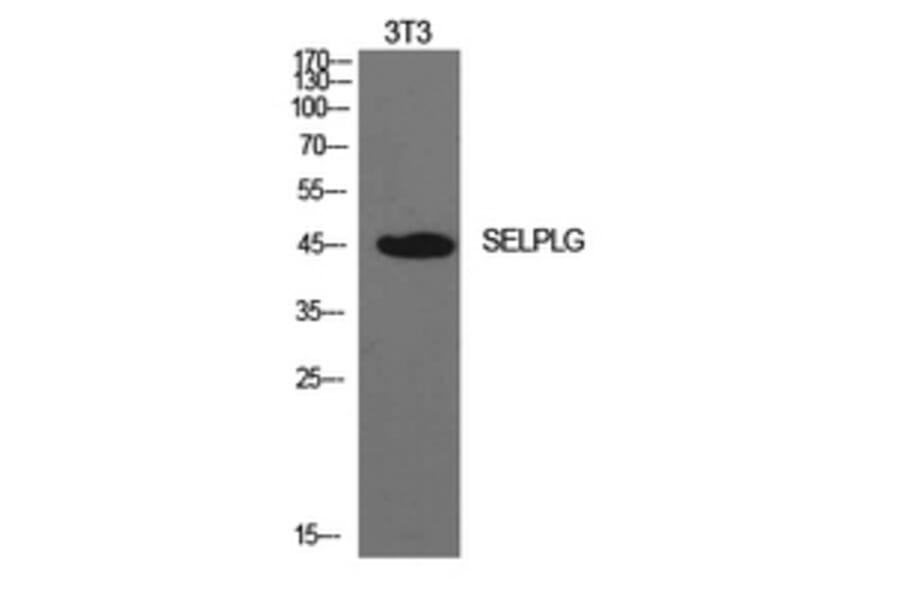Western Blot - Anti-SELPLG Antibody (C30268) - Antibodies.com