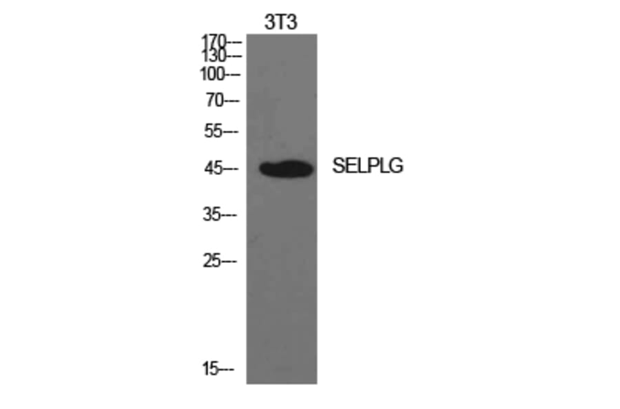 Western Blot - Anti-SELPLG Antibody (C30268) - Antibodies.com