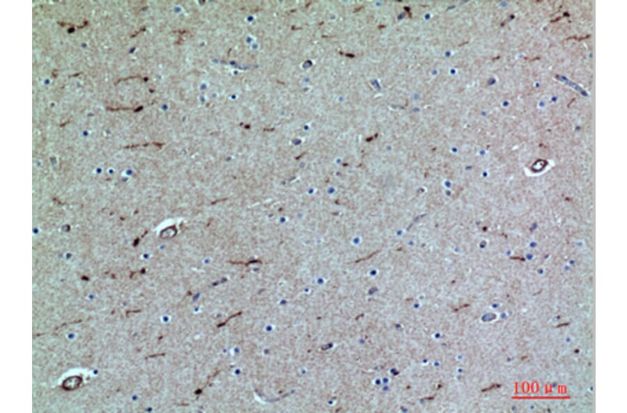 Immunohistochemistry - Anti-SELPLG Antibody (C30268) - Antibodies.com