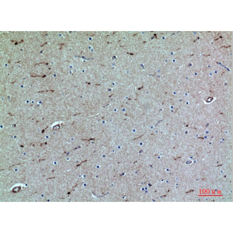 Immunohistochemistry - Anti-SELPLG Antibody (C30268) - Antibodies.com