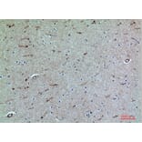 Immunohistochemistry - Anti-SELPLG Antibody (C30268) - Antibodies.com