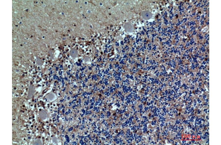 Immunohistochemistry - Anti-SELPLG Antibody (C30268) - Antibodies.com