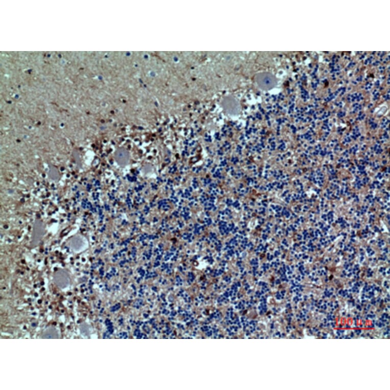 Immunohistochemistry - Anti-SELPLG Antibody (C30268) - Antibodies.com