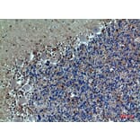 Immunohistochemistry - Anti-SELPLG Antibody (C30268) - Antibodies.com