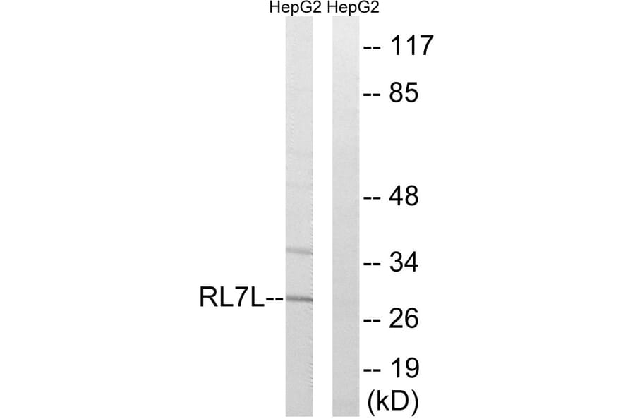 Western Blot - Anti-RPL7L1 Antibody (C18424) - Antibodies.com