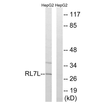 Western Blot - Anti-RPL7L1 Antibody (C18424) - Antibodies.com