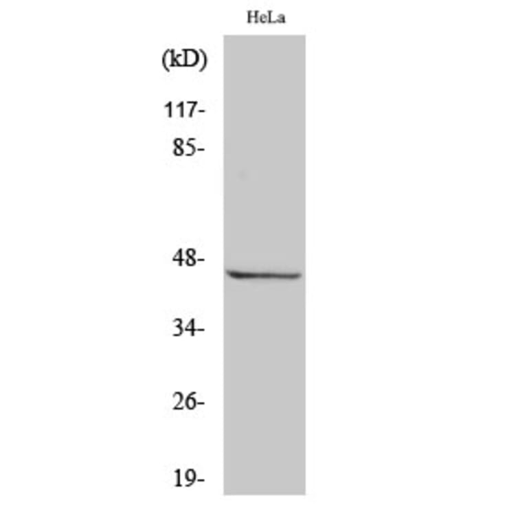 Western Blot - Anti-RASSF6 Antibody (C18183) - Antibodies.com