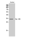 Western Blot - Anti-RAB40B Antibody (C18257) - Antibodies.com