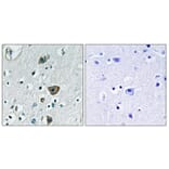 Immunohistochemistry - Anti-RAB40B Antibody (C18257) - Antibodies.com