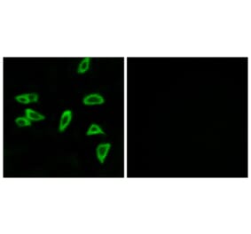 Immunofluorescence - Anti-PTGER3 Antibody (G721) - Antibodies.com