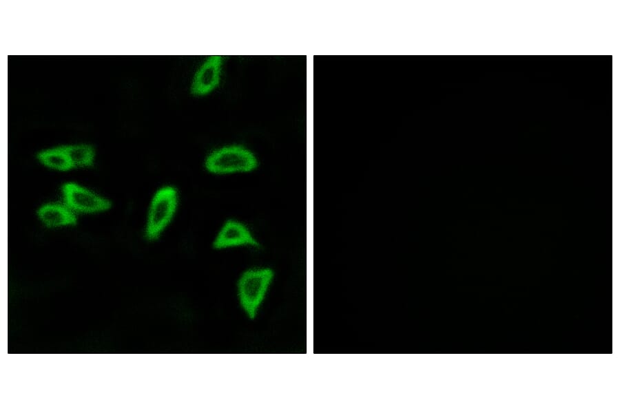 Immunofluorescence - Anti-PTGER3 Antibody (G721) - Antibodies.com