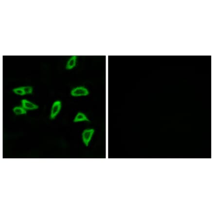 Immunofluorescence - Anti-PTGER3 Antibody (G721) - Antibodies.com