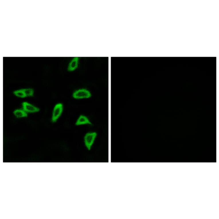 Immunofluorescence - Anti-PTGER3 Antibody (G721) - Antibodies.com