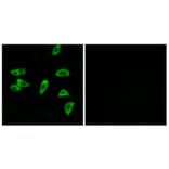 Immunofluorescence - Anti-PTGER3 Antibody (G721) - Antibodies.com