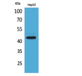 Western Blot - Anti-PTGER1 Antibody (C30225) - Antibodies.com