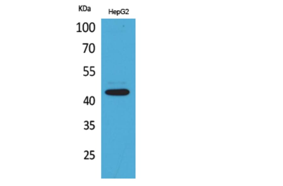 Western Blot - Anti-PTGER1 Antibody (C30225) - Antibodies.com