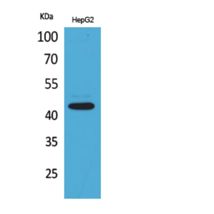 Western Blot - Anti-PTGER1 Antibody (C30225) - Antibodies.com