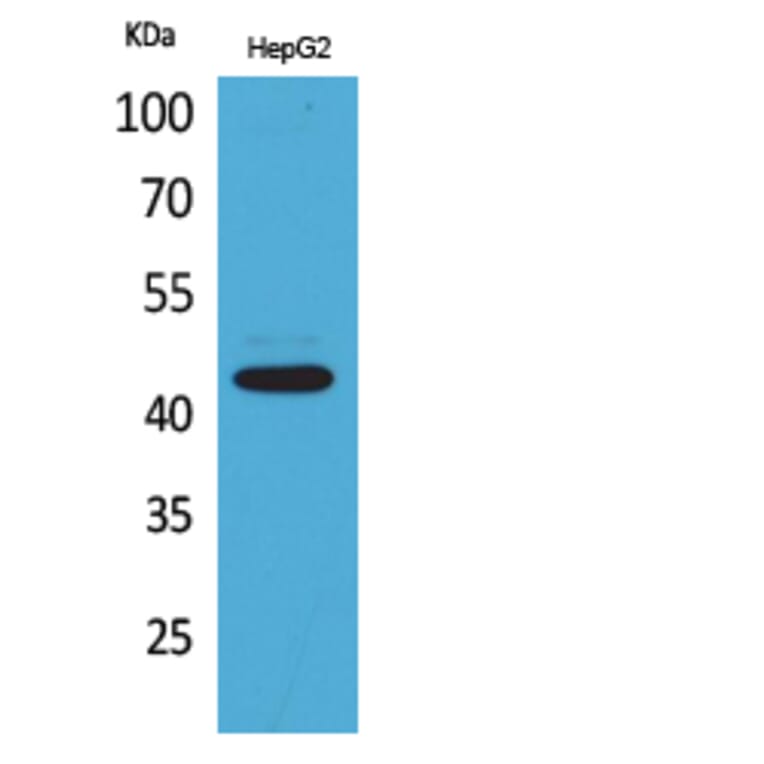 Western Blot - Anti-PTGER1 Antibody (C30225) - Antibodies.com