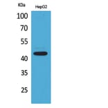 Western Blot - Anti-PTGER1 Antibody (C30225) - Antibodies.com
