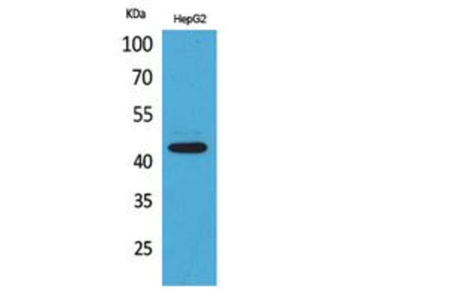 Western Blot - Anti-PTGER1 Antibody (C30225) - Antibodies.com