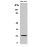 Western Blot - Anti-PRSS33 Antibody (C18518) - Antibodies.com