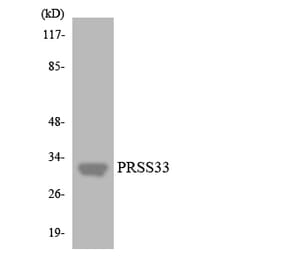 Western Blot - Anti-PRSS33 Antibody (R12-3375) - Antibodies.com