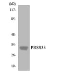 Western Blot - Anti-PRSS33 Antibody (R12-3375) - Antibodies.com
