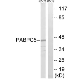 Western Blot - Anti-PABPC5 Antibody (C17767) - Antibodies.com