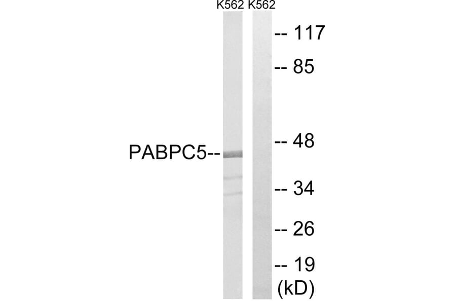 Western Blot - Anti-PABPC5 Antibody (C17767) - Antibodies.com