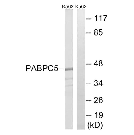 Western Blot - Anti-PABPC5 Antibody (C17767) - Antibodies.com