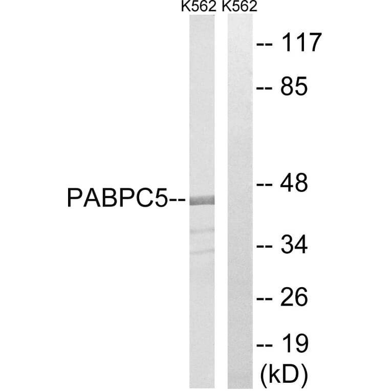 Western Blot - Anti-PABPC5 Antibody (C17767) - Antibodies.com