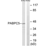 Western Blot - Anti-PABPC5 Antibody (C17767) - Antibodies.com
