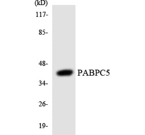 Western Blot - Anti-PABPC5 Antibody (R12-3295) - Antibodies.com