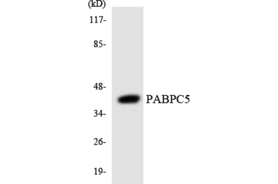 Western Blot - Anti-PABPC5 Antibody (R12-3295) - Antibodies.com