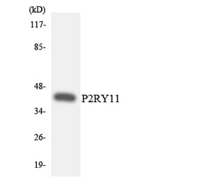 Western Blot - Anti-P2RY11 Antibody (R12-3280) - Antibodies.com