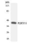 Western Blot - Anti-P2RY11 Antibody (R12-3280) - Antibodies.com