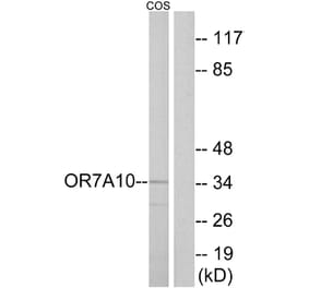 Western Blot - Anti-OR7A10 Antibody (G675) - Antibodies.com