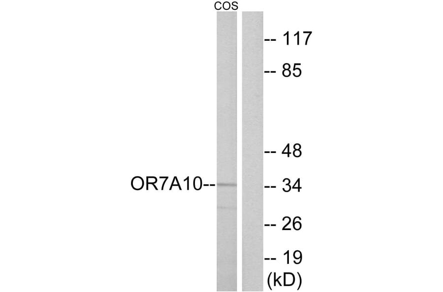 Western Blot - Anti-OR7A10 Antibody (G675) - Antibodies.com