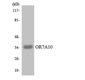 Western Blot - Anti-OR7A10 Antibody (R12-3258) - Antibodies.com