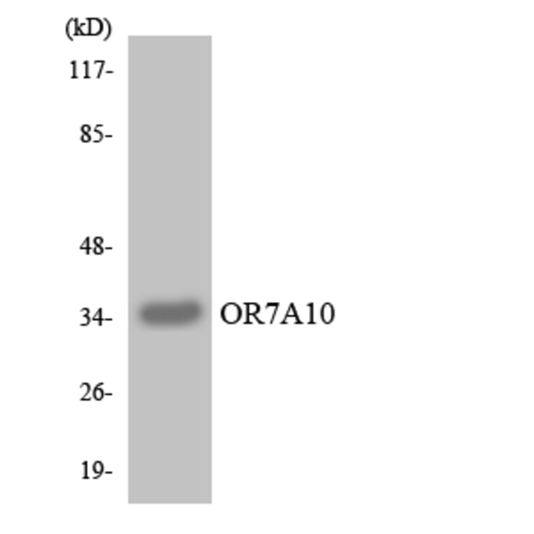 Western Blot - Anti-OR7A10 Antibody (R12-3258) - Antibodies.com