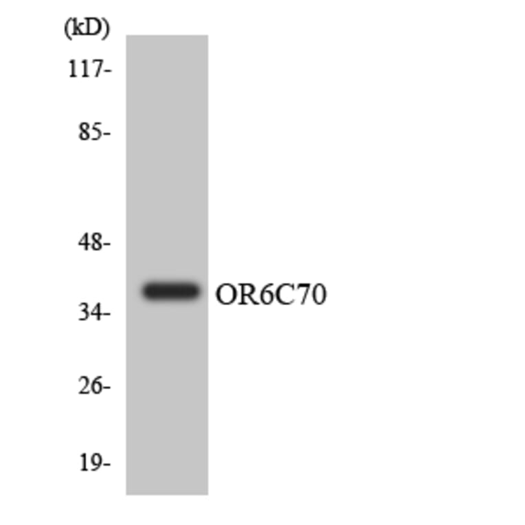 Western Blot - Anti-OR6C70 Antibody (R12-3251) - Antibodies.com