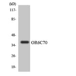 Western Blot - Anti-OR6C70 Antibody (R12-3251) - Antibodies.com
