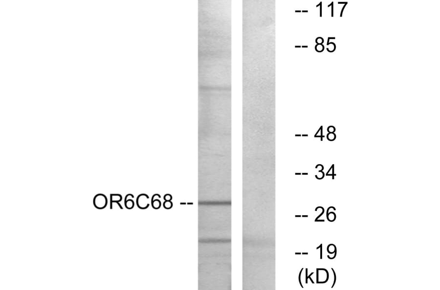 Western Blot - Anti-OR6C68 Antibody (G480) - Antibodies.com